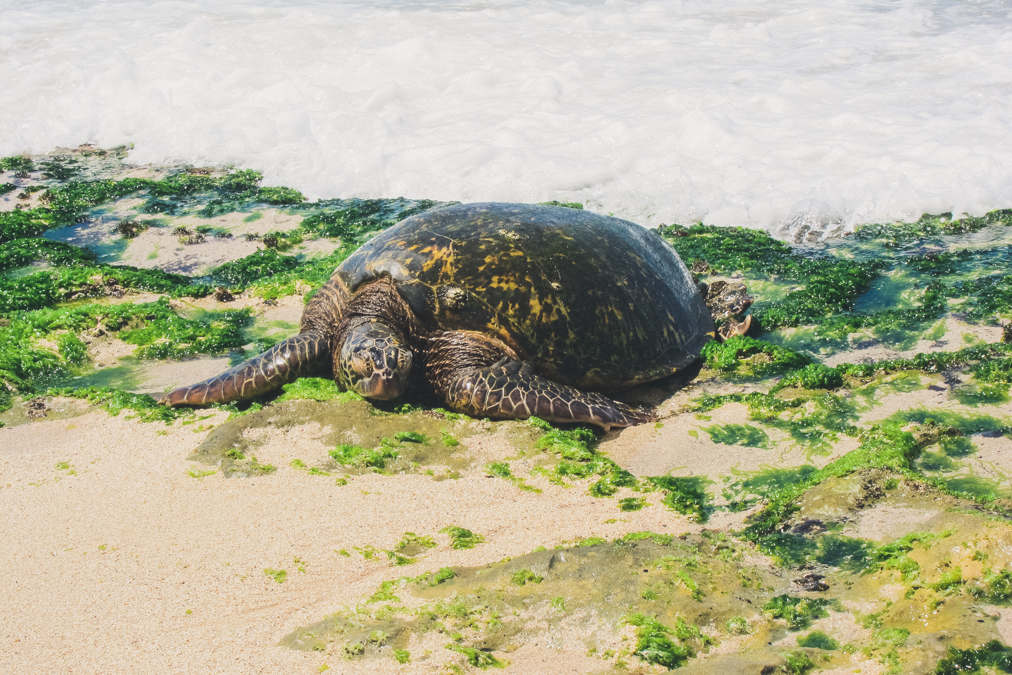 turtle in oahu