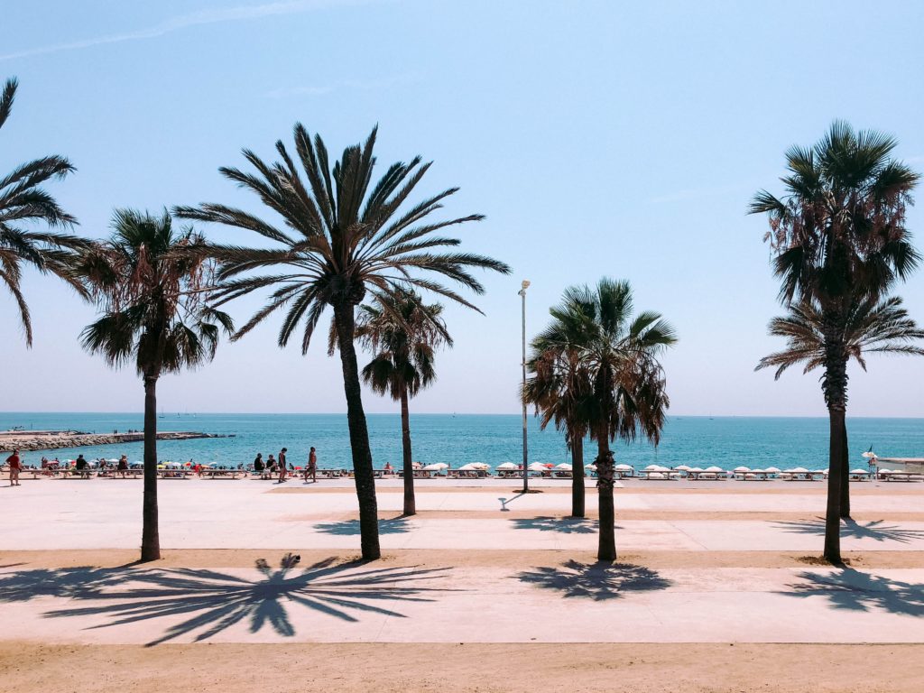 Palm trees in Barcelona Spain