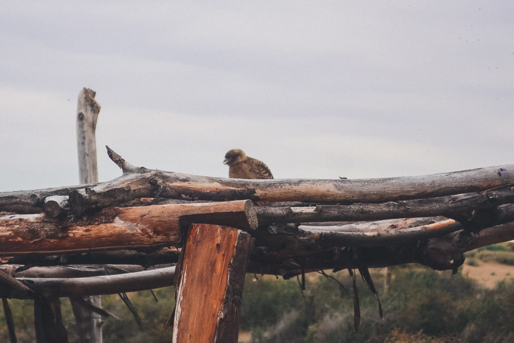 bird at Laguna Nimez