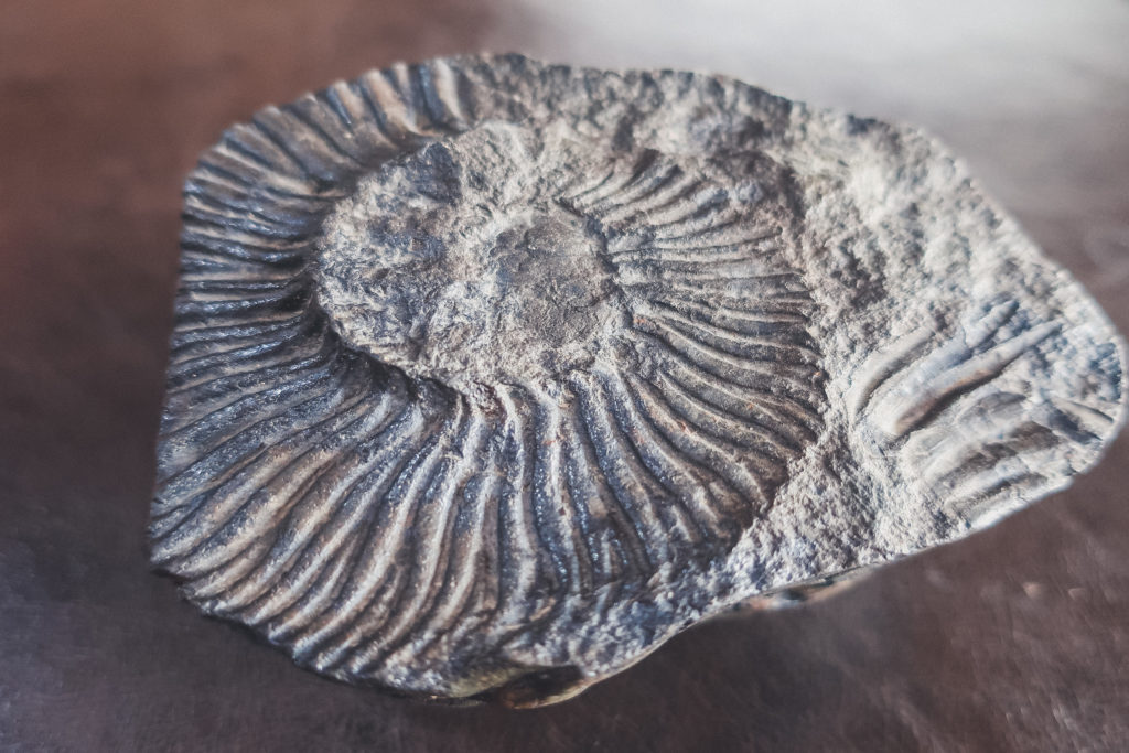marine fossil found in Patagonia