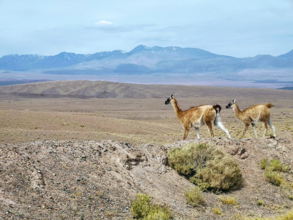 guanaco 