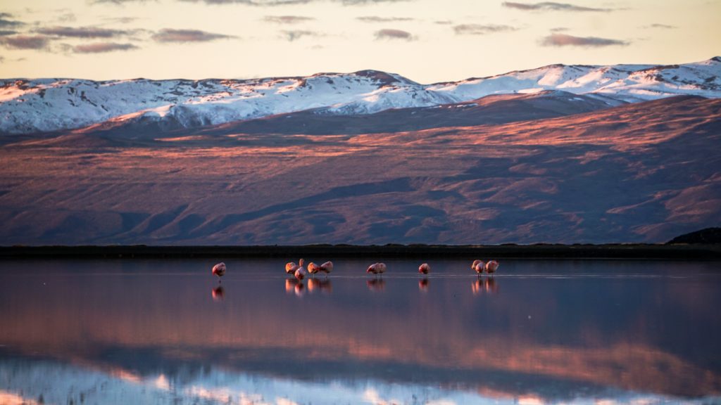 flamingos at Lake Argentino