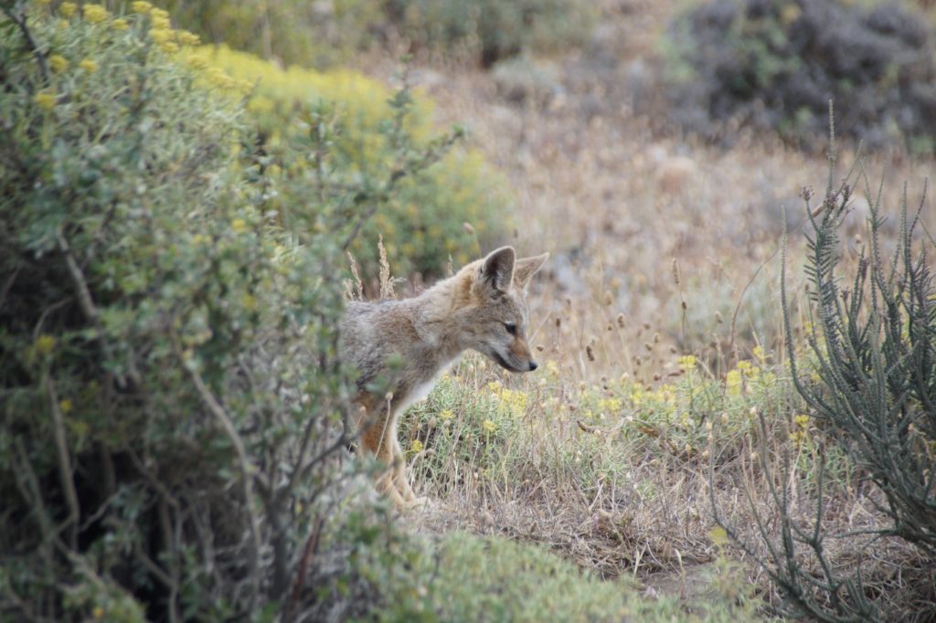 baby fox in Patagonia 