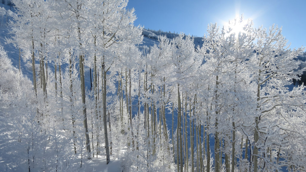 snow covering trees in steamboat 