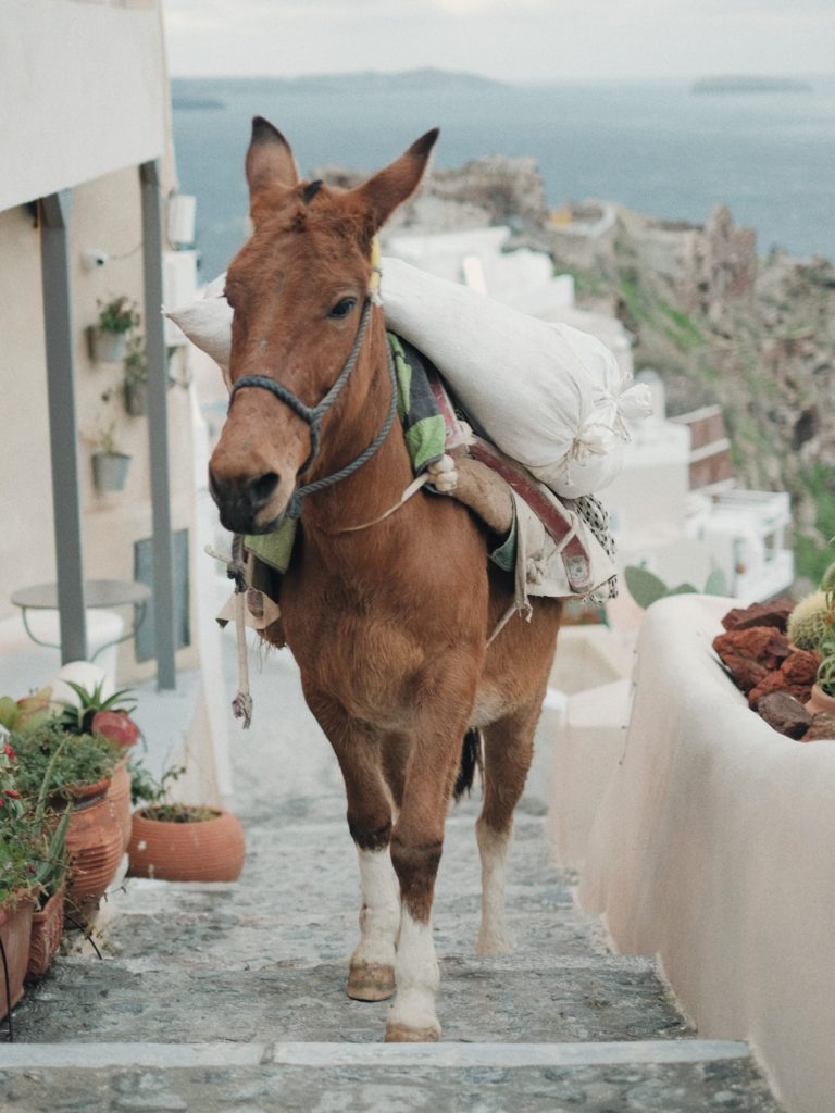 horse in Santorini 