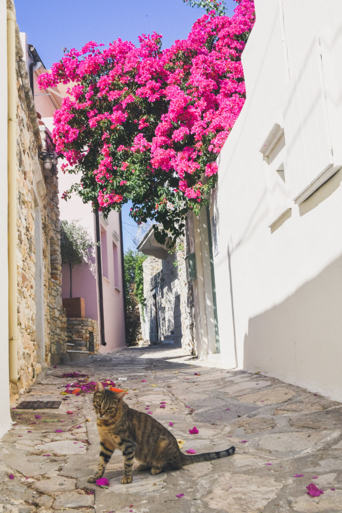 cat in Medieval village in Naxos 