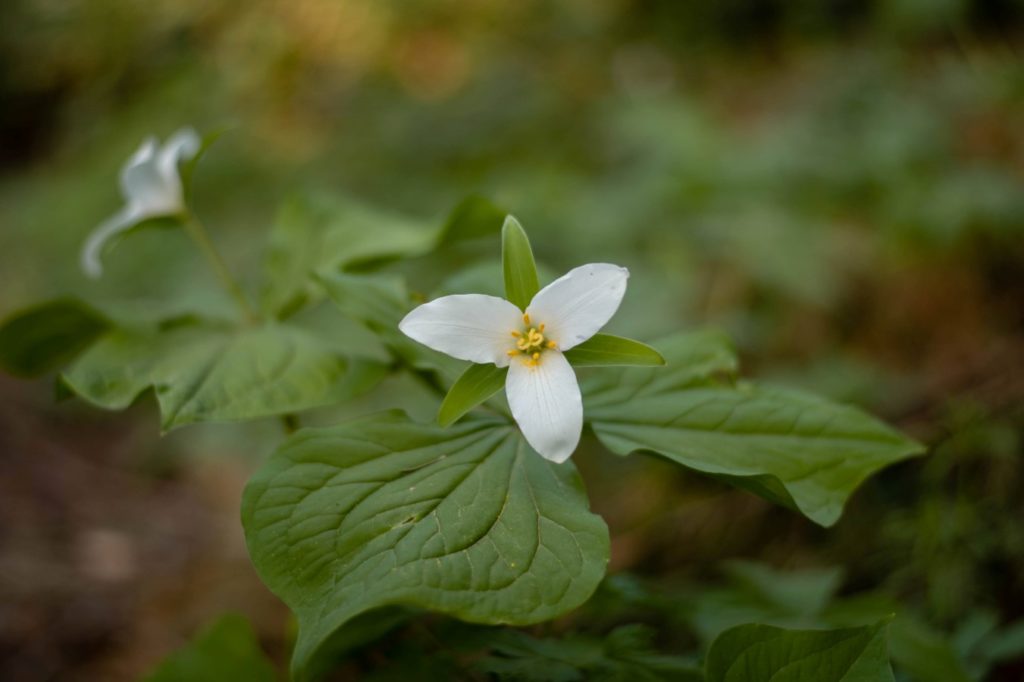 flower from Forest Park Oregon