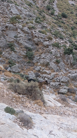 goats on our hike to Zas Cave
