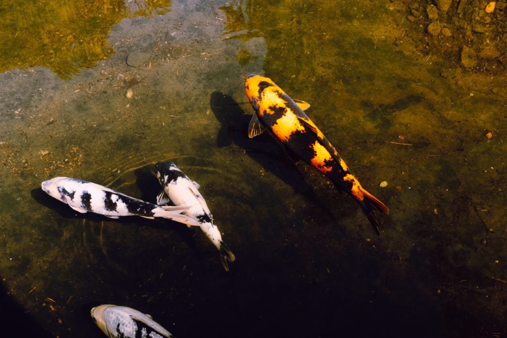 Koi in Portland's Japanese Garden 