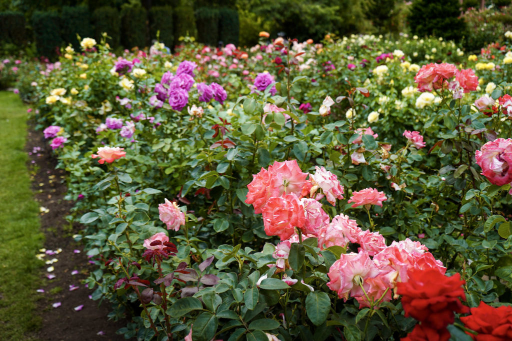 roses in bloom, Oregon 